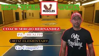 How Your MUSCLES Work - Coach Sergio Hernandez - Ortiz Elementary