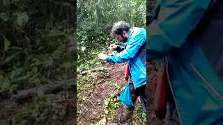 Canopy net bird catching in Mt Cameroon Forest