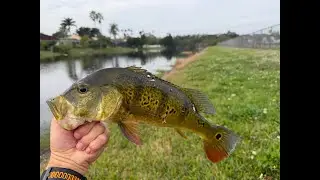 Catch your first peacock bass in Florida - I wish people told me before but I got lucky