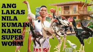 ANG LAKAS KOMAIN NANG SUPER WORM ANG ALAGA NATING SHAMO  ANG Dali NILANG LUMAKI