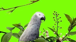 African grey parrot GREEN SCREEN ! #greenscreen #vfx #africangreylover