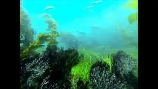 ScubaOne Diving - Sea Lions at Anacapa