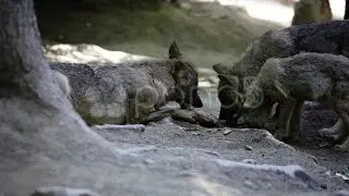 Wolf Pack Eating Meat (Shallow Dof). Stock Footage