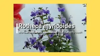 Rotheca myricoides aka Clerodendrum ugandense basic care