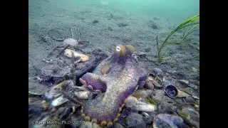 Two-Spot Octopus Kleptomaniac