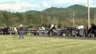 Rowdy's Rebel Gold Singlefooting Stallion Winning Keg Shod