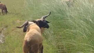 Sheep's fighting
