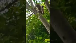 #aricobenamata #animals #love #nature #bugio #monkey #monkeys #monkeyvideo #monkeydluffy #guariba