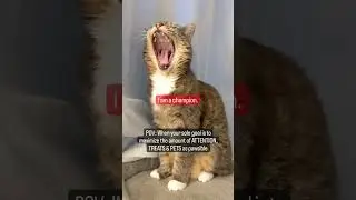 The meowtivation you need to succeed #shorts #cat