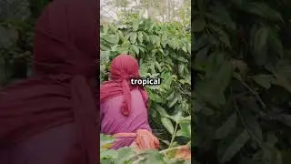 Indonesia's Rich Coffee Heritage!  #exploreindonesia #indonesiancoffee #luwakcoffee #arabicabeans