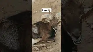 Горный ибекс #ibex #goat #bakra #markhor #shor #ytshorts