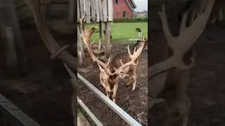 Deers at Rahmann&acute;s Hofladen in Germany #deer #germany #m&uuml;nster #deerpark #naturalpark #park