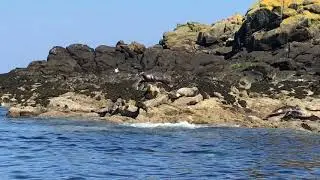 Shiant Isles May 2018