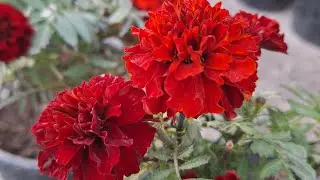 Plantoholic Lilly  is live