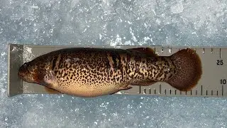 Alaska Blackfish | 9 inch Mini Monster 