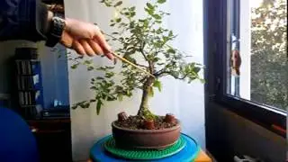 BONSAI-LECCIO
