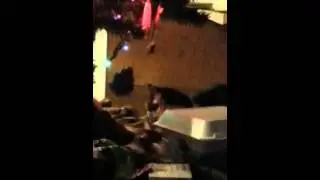 Vader Kitty investigates Christmas decorations