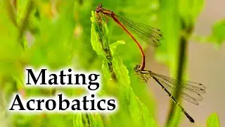Damselfly Mating Acrobatics #4k #newzealandnature #damselfly #dragonfly
