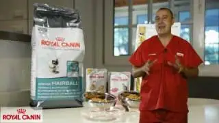 Las bolas de pelo en los gatos - Salud felina Royal Canin