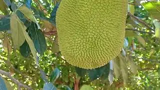 Mostrando as coisas da roça 