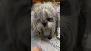 Jerry eating 🌽 #dog #trending #pets #doglover #shihtzupuppies #shihtzu #viralvideo #cute #love