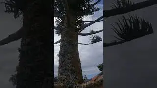 Super High Tree Climb (FREE CLIMB)