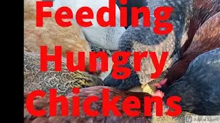 Feeding hungry chickens in the morning