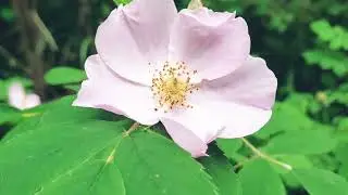 Walking Tour Through Spectacular Rundle Park, Canada With Relaxation/Meditation Music
