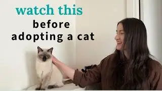 5 Things You NEED to Think About Before Adopting a Cat