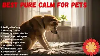 Senior Dog&rsquo;s Peaceful Rest &ndash; Emotional Recovery