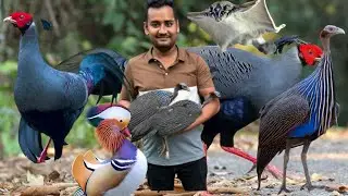 গিনি ফাউল গুলোর ভয় কমে গেছে (Vulturine guineafowl, Siamese fireback,fancy chicken)