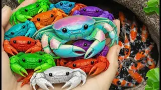 Catch Rice Crab In Rice Season, Crab, Fish, Snail, Insect, Eel, Shrimp #crab catching #crab fishing