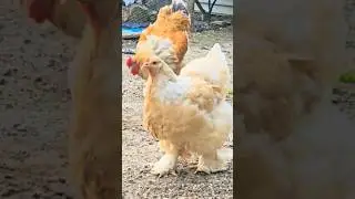 lemon pyle Brahma chickens 🥰 #shorts #ytshorts #trending #youtubeshorts #brahmachickens