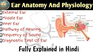 Ear Anatomy And Physiology In Hindi | Structure | Function | Outer Ear | Middle Ear | Inner Ear 