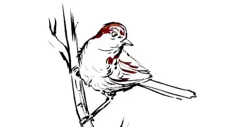 Cute Sparrow Drawing | Bird Drawing Tutorial