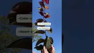 Forest Pansy Redbud Tree | Fast Growing Trees 🌳 #redbud #redbudtree #treespecies