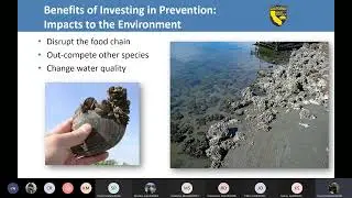 Quagga/Zebra Mussel Prevention Planning Webinar