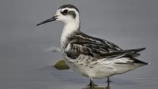 Red necked phalarope - Interesting feeding behaviour shot at Coimbatore