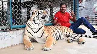 Tiger Ke Sath Close Encounter 😲 | Jungle Safari Vlog | Wildlife Experience