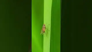 Вы не поверите, насколько мала эта муха #shorts #insects #macro #nature #wildlife