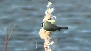 Blue Tit feeding on Reedmace at Farmoor Oxfordshire 19/02/12
