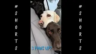 1 2 3 Paws Up! || First Attempt || #Shorts || Labmaraner Dogs