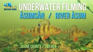 Underwater filming in &Aring;sums&aring;n / River &Aring;sum, Sweden