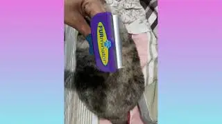 escova Furminator funciona? Nesse v&iacute;deo eu mostro minha 1&deg; experi&ecirc;ncia.  Repare!!