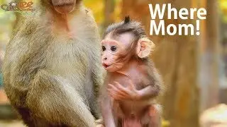 Newborn Maci lost mom Cry got steal long time by DeeDee| Maci hungry Cry call mother.