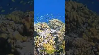 Коралловые рифы &mdash; это живые экосистемы, а не просто красивые камни.