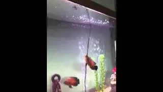 Oscar Fish Eating Live Bugs