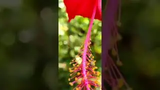 |Nature🌺💖|Love📸Photography|Canon📷Eos|MD Rizwan's Edit🍃|