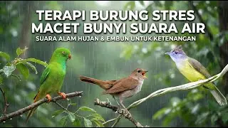 Burung Muraibatu Stres & Panik? Putar Suara Ini 🔊 #terapiburung#burungstres#shortsburung#burungkicau