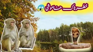 Jab King Cobra Samnay Aya | Monkeys Alert! 🐍🐒|  Danger Moment